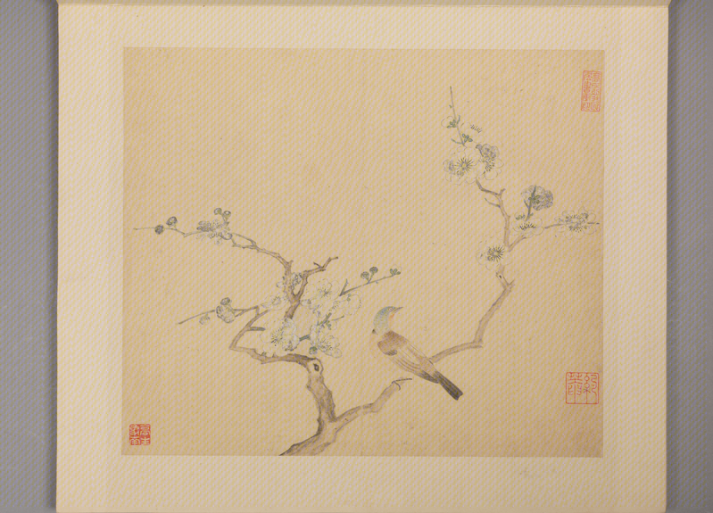 Ling Bizheng's Book of Flowers and Birds, The Palace Museum