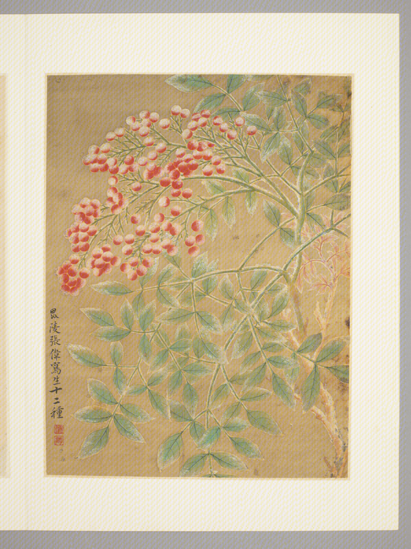 Zhang Wei flower album, The Palace Museum