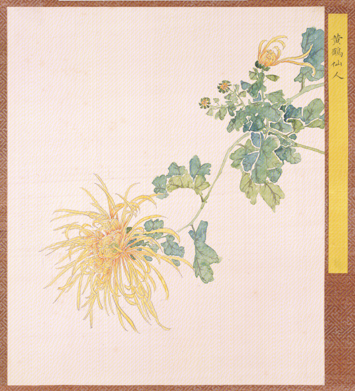 Chrysanthemum genealogy album of Qing Dynasty, The Palace Museum