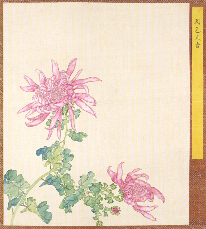 Chrysanthemum genealogy album of Qing Dynasty, The Palace Museum