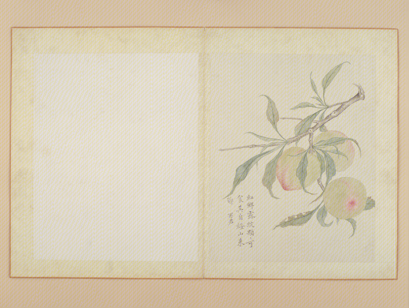 Jiang Shulin Jiang Tingxi flower album, The Palace Museum